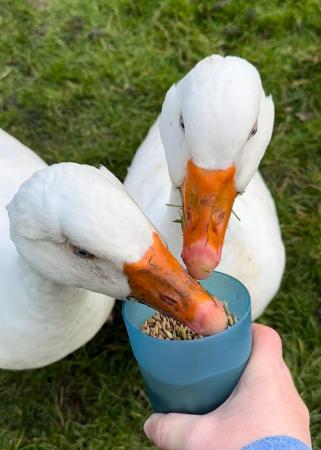 Image 3 of Two female white geese for sale