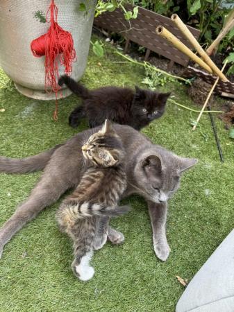 Image 1 of British blue long haired/bengal kittens ready now