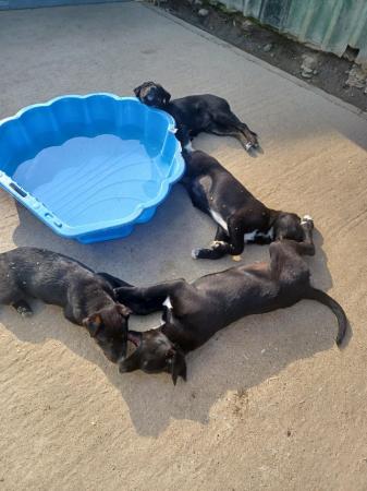 Image 22 of border collie cross rottweiler puppies