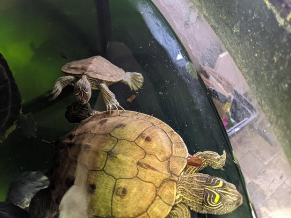 Image 2 of Mississippi Map Turtles / Terrapins
