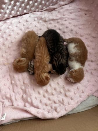 Image 3 of Mixed ginger and white kitten left