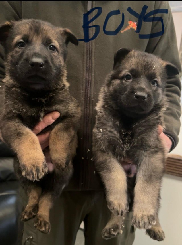 Preview of the first image of German shepherd KC reg outstanding litter.