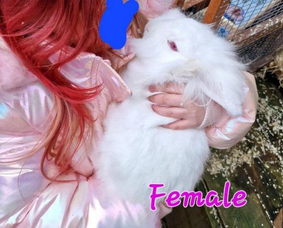 Image 6 of 1 Albino Lion-Lop Bunny For Sale