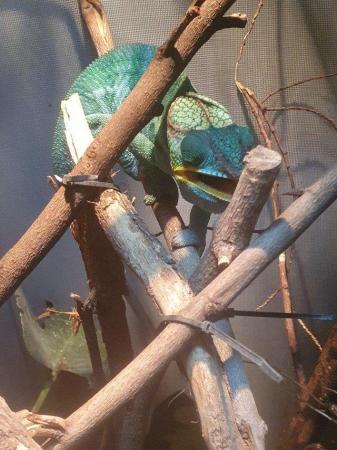 Image 2 of Ambatu male panther chameleon for sale