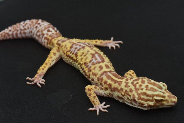 Image 2 of 1.4 Bold Bell Albino leopard Gecko group