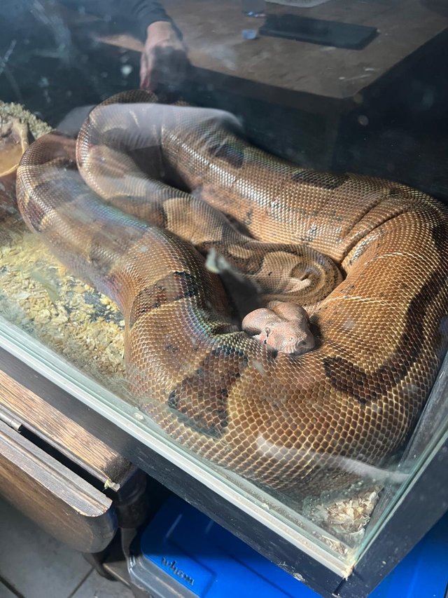 Preview of the first image of Pye Boa Constrictor plus Vivarium.