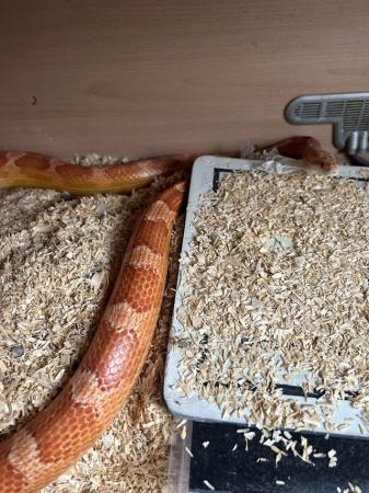Image 2 of Boa constrictor and corn snakes for sale