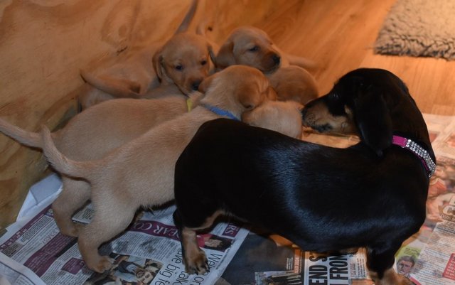 Image 2 of Fox red Labrador puppies ready now
