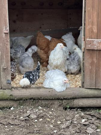 Image 3 of Silkies/polish/cochins/bantams POL hens 16 weeks