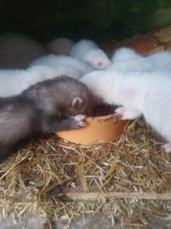 Image 3 of 8 week old ferret kits hobs/gills