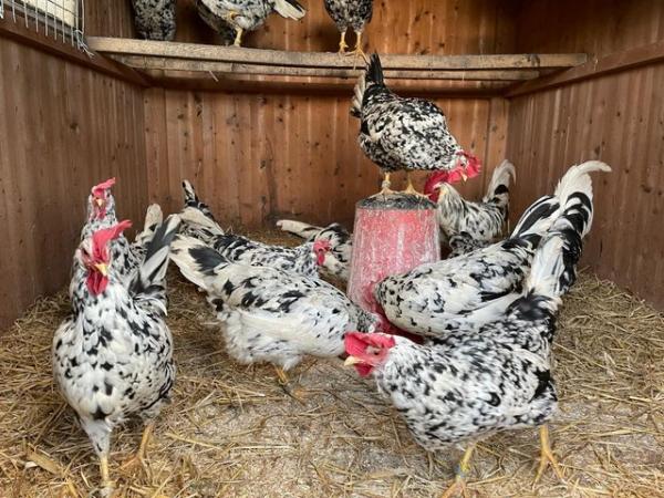 Image 1 of Exchequer Leghorn Hatching Eggs Large Fowl