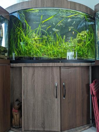 Image 3 of 350L Juwel TRIGON corner fish tank