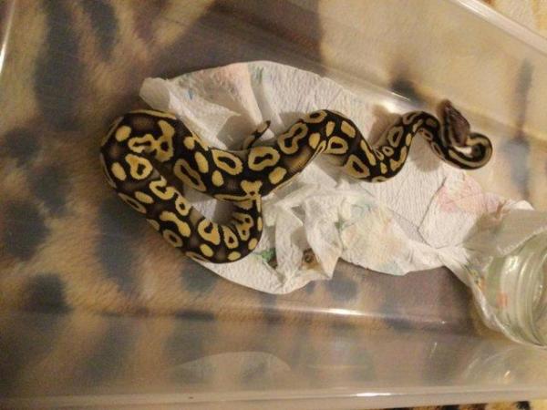 Image 4 of Pastel Mojave het Ghost Baby Ball Python