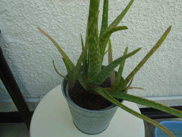 Preview of the first image of Aloe vera plant in a silvery metal pot.