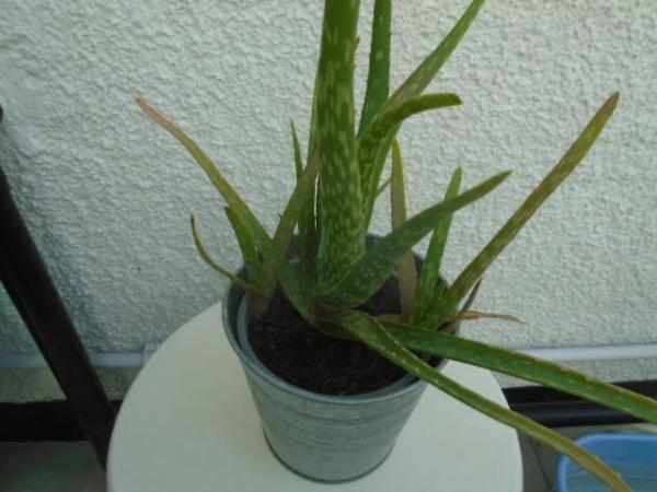 Image 1 of Aloe vera plant in a silvery metal pot