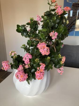 Image 2 of Lovely pink plant and large ceramic plant holder