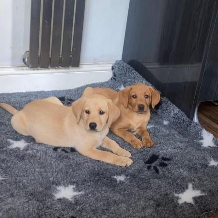 Image 1 of Gorgeous homebred purebred labradors