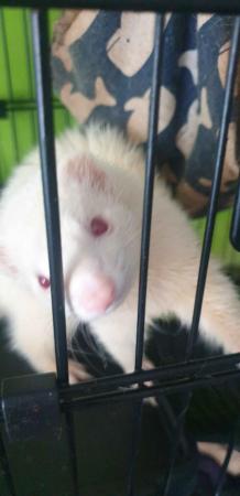 Image 1 of 2x 2.5 year old Female Ferrets