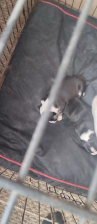 Image 3 of Staffordshire bull terrier pups