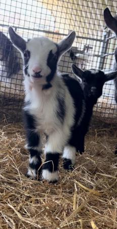 Image 3 of Miniature Pygmy goats looking for forever homes