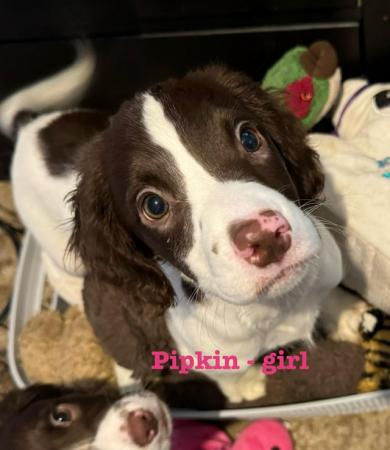 Image 41 of READY NOW Fabulous English springer puppies