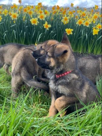 Image 1 of German Shepherd puppies huge straight back 3 boys left.