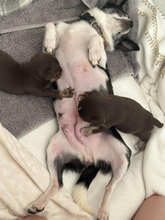 Image 6 of Ready Soon KC Choc Puppies