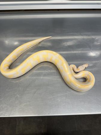 Image 3 of Stunning High End Snakes For Sale