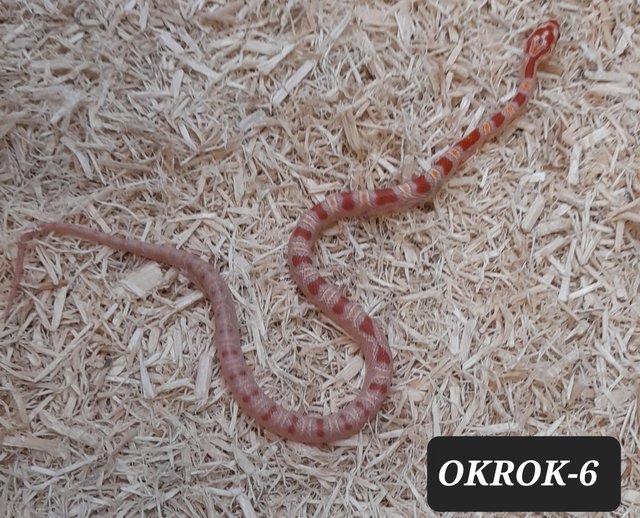 Preview of the first image of Reverse Okeetee het Charcoal Corn Snakes.