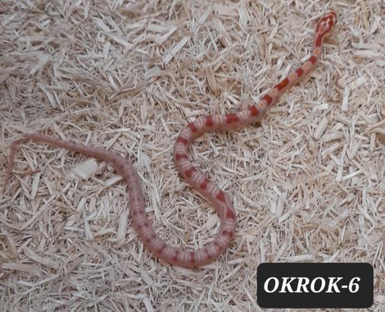 Image 1 of Reverse Okeetee het Charcoal Corn Snakes
