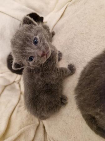 Image 12 of Russian blue Cross kittens