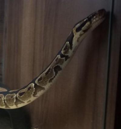 Image 5 of 4 year old female Royal Python plus viv and equipment