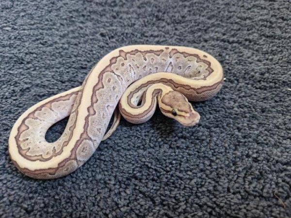 Image 2 of Various ball python available