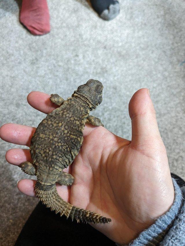 Preview of the first image of Unsexed Uromastyx geyri (Saharan Uromastyx).