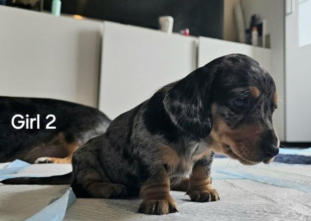 Image 5 of Stunning miniature dachshund dapple girls available