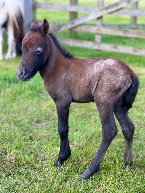 Preview of the first image of PART BRED FALABELLA FILLY FOAL - CHESTNUT ROAN.