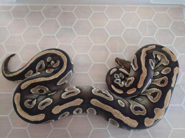 Image 5 of ball pythons for sale, need gone open to offers