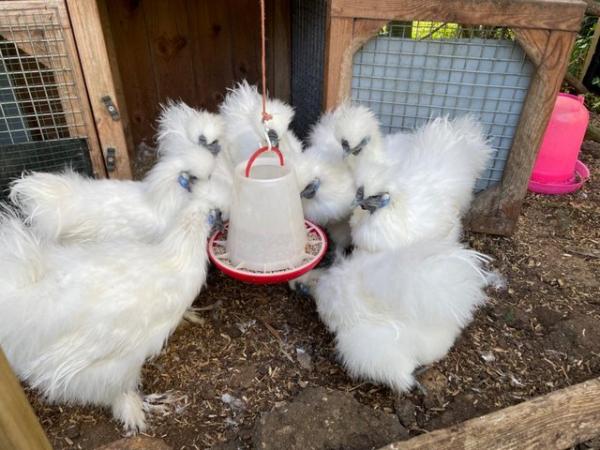 Image 2 of White Silkie Bantam Hatching Eggs NOT AVAILABLE
