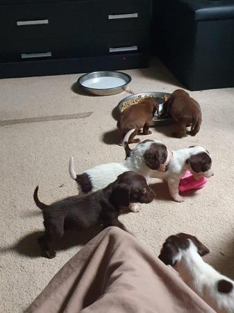 Image 1 of 8 week old mini dach x Springer spaniel pups