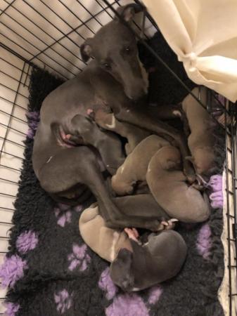 Image 5 of Well bred whippet pups ideal pets