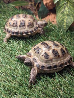 Preview of the first image of Baby Horsefeild Tortoises.