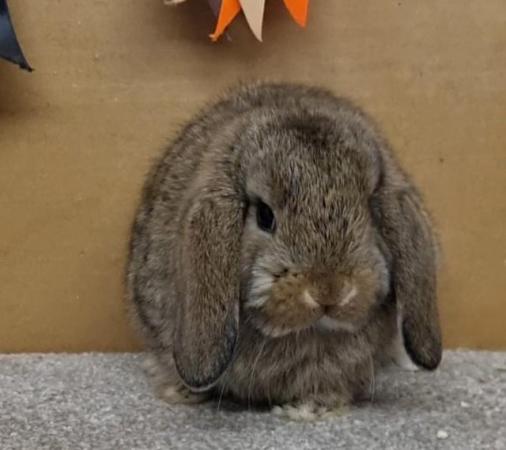Image 5 of Gorgeous mini lop and dwarf lops
