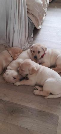 Image 6 of 1 Labrador puppie left for sale