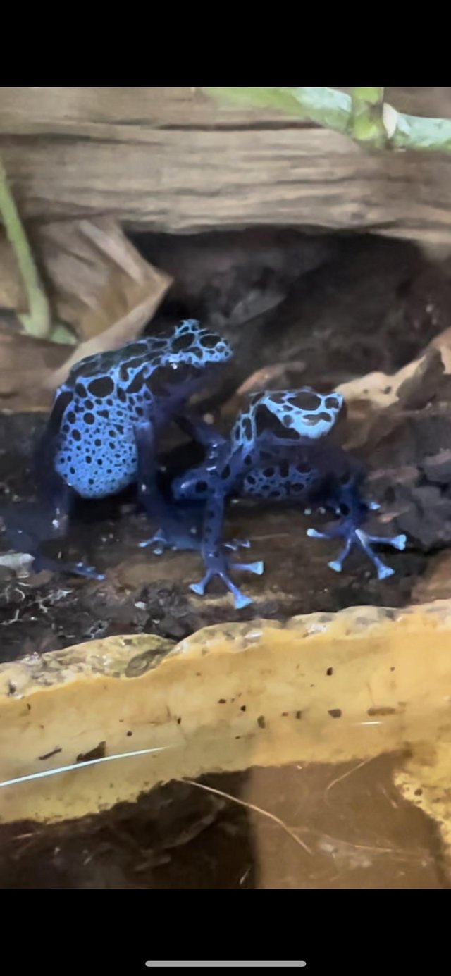 Preview of the first image of Dart frog tinctorius azureus males.