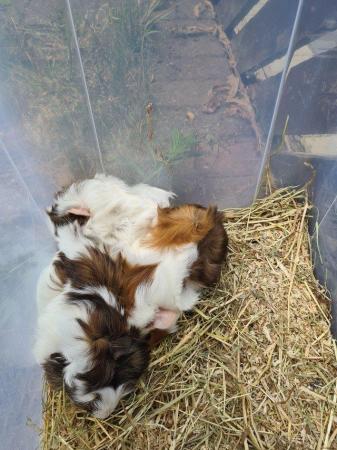 Image 22 of Adorable baby Guineapig's for sale.
