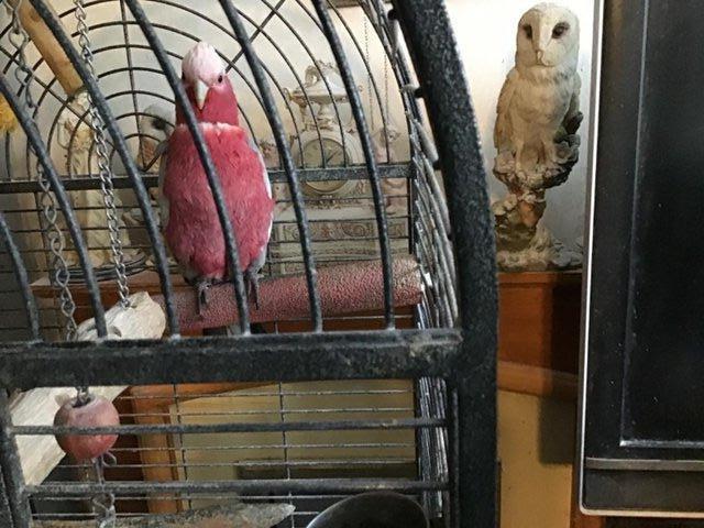 Preview of the first image of Adult Rose breasted Galah cockatoo.