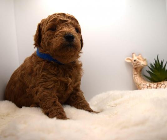 Image 7 of Cavapoo puppies stunning fox red babies available 5 april