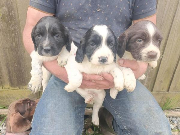 Image 4 of Beautiful springers puppies