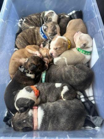 Image 2 of Mastiff puppys 7 boys 4 girls