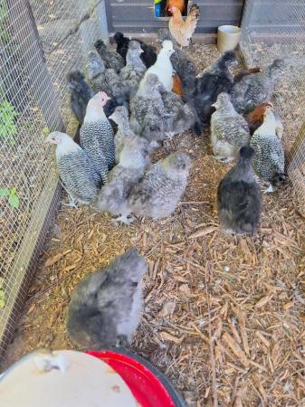 Image 1 of Unsexed silkie growers for sale